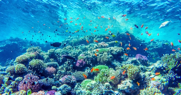 Startup GreenTech #7 : Planter un million de coraux