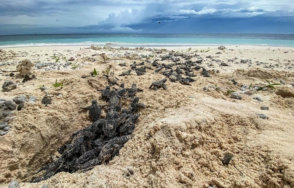 La Roche Percée, un sanctuaire pour les tortues en Calédonie