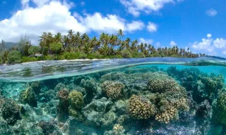 Les coraux sous pression