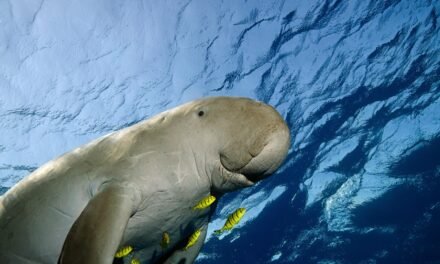Le gong n’a peut-être pas encore sonné pour le dugong…