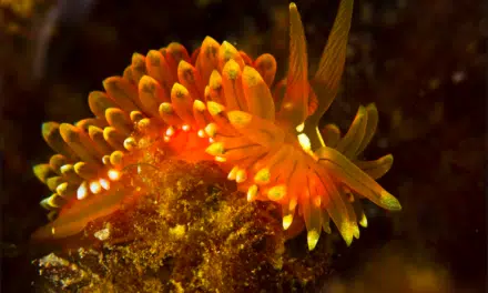 Sur les traces des nudibranches à Ouvéa