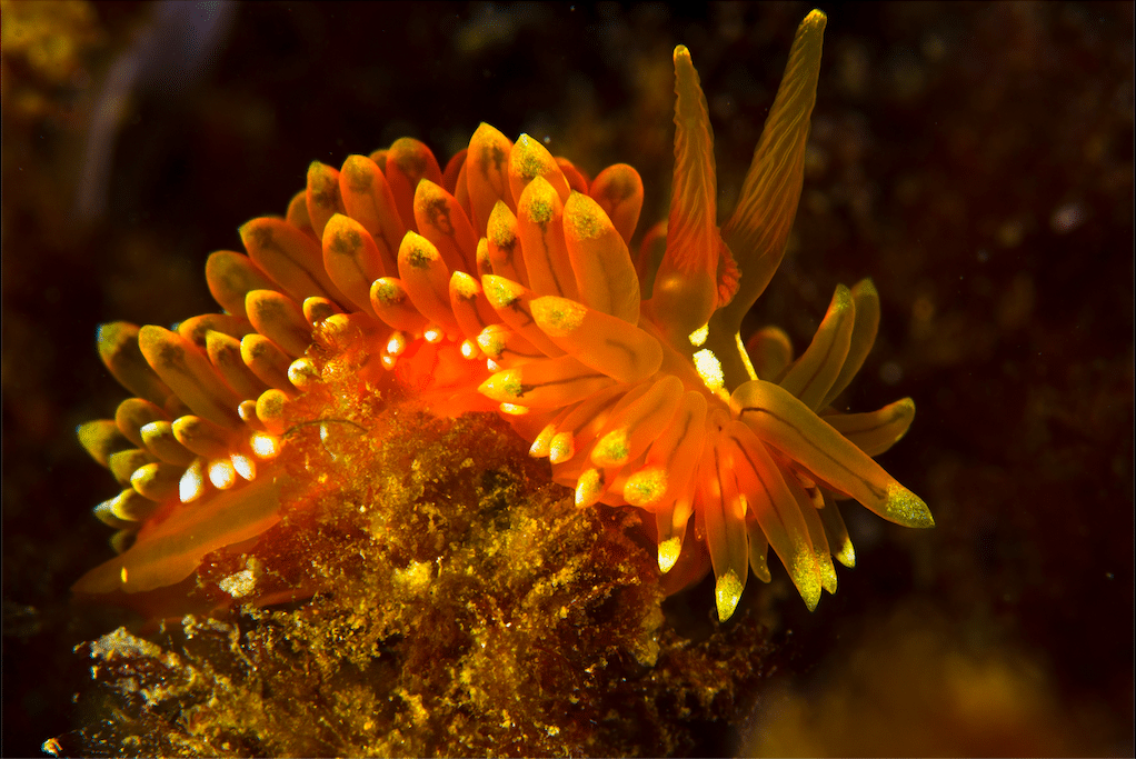 nudibranches