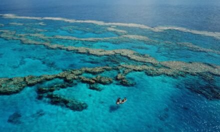 Les coraux de Calédonie à la loupe
