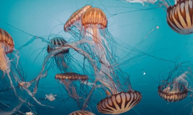 Les méduses prolifèrent dans nos océans : faut-il lancer l’alerte ?