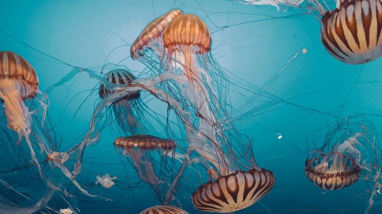 Les méduses prolifèrent dans nos océans : faut-il lancer l’alerte ?