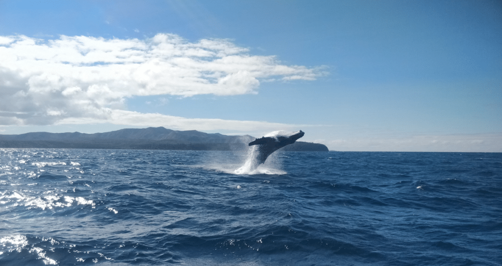 baleines