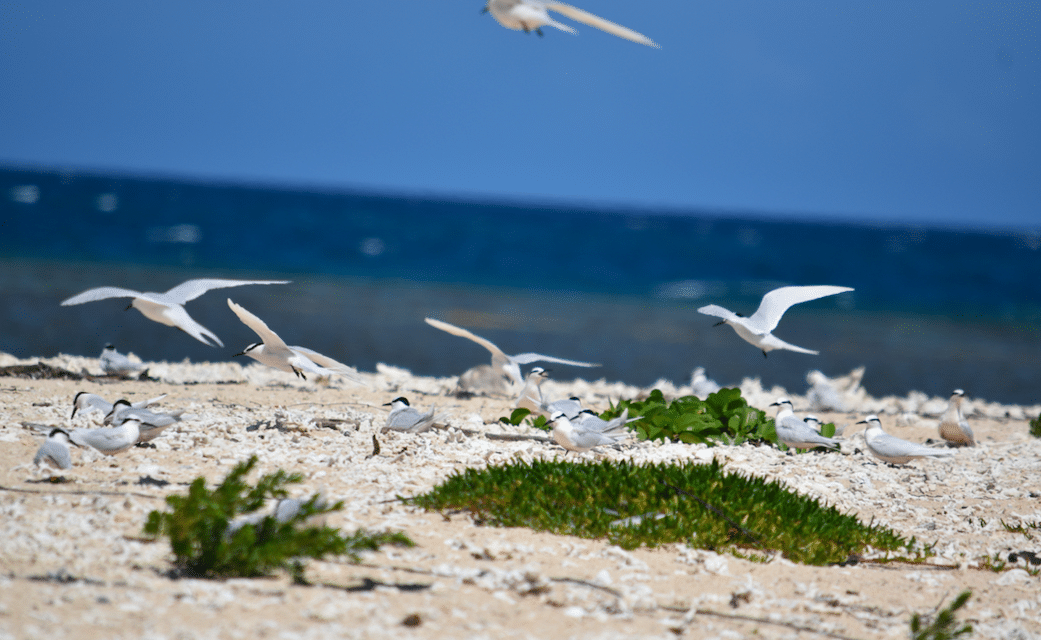 Le projet SARA protège les colonies d’oiseaux marins en province Nord