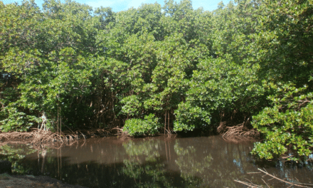 Les mangroves, des écosystèmes fragiles et indispensables