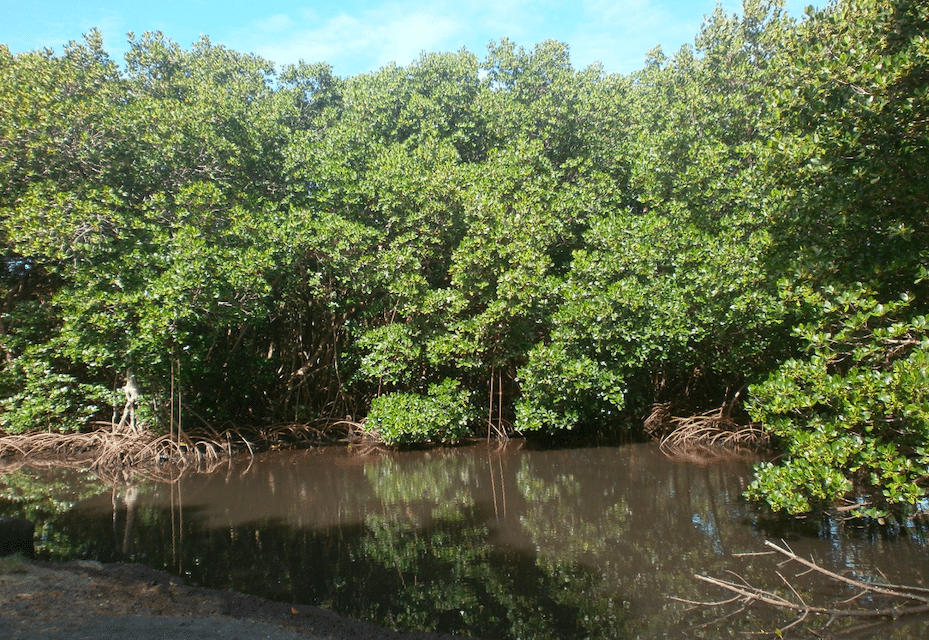 Les mangroves, des écosystèmes fragiles et indispensables