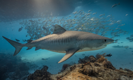 Le destin mouvementé des requins de Nouvelle-Calédonie 