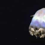 La ligue des animaux marins extraordinaires : la pieuvre Dumbo