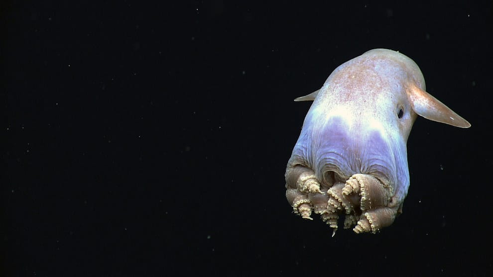 La ligue des animaux marins extraordinaires : la pieuvre Dumbo