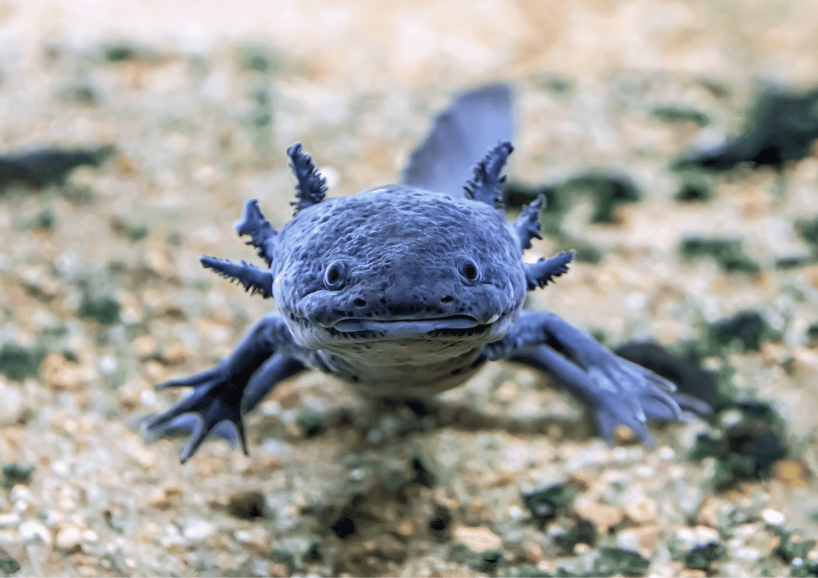La ligue des animaux marins extraordinaires : L’axolotl