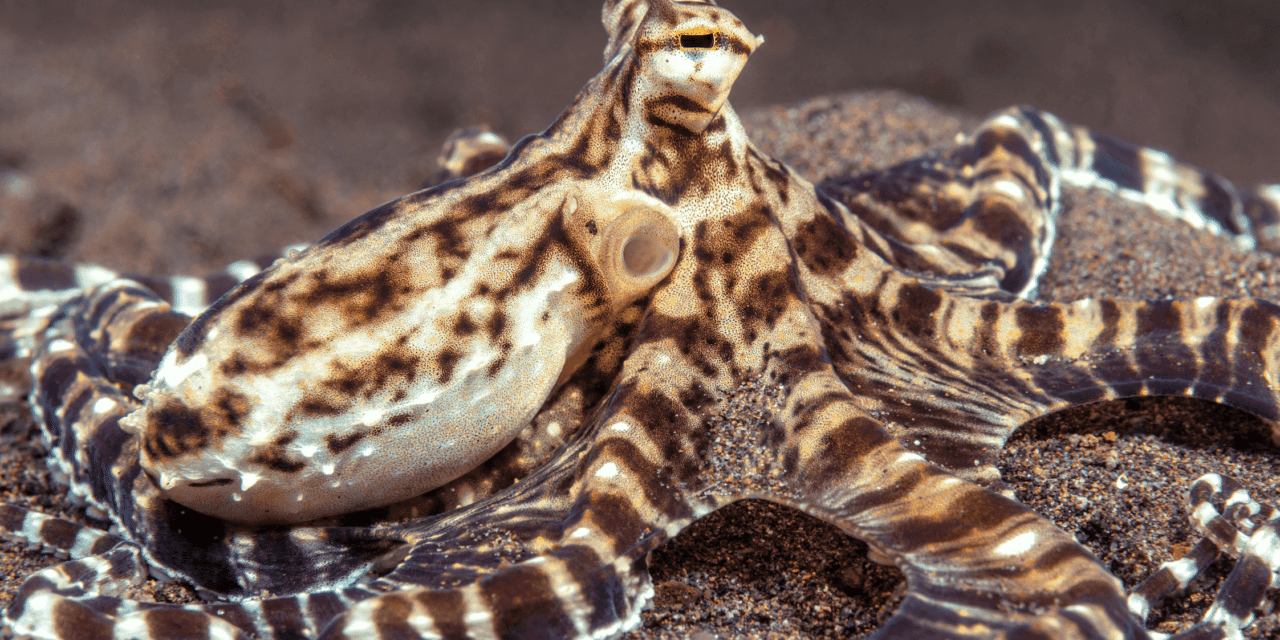 La ligue des animaux marins extraordinaires – La pieuvre mimétique 