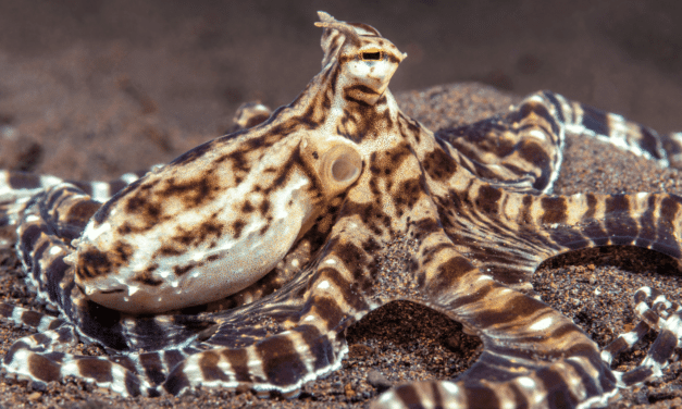La ligue des animaux marins extraordinaires – La pieuvre mimétique 