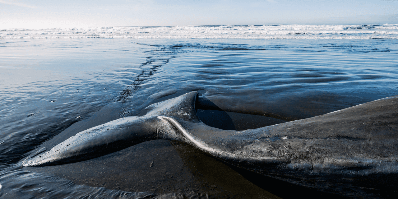 Le dernier souffle de la baleine