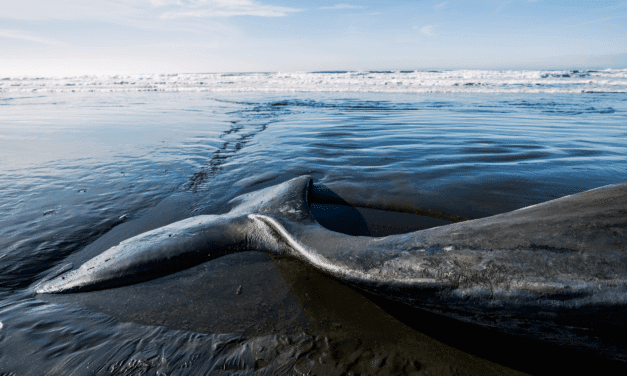 Le dernier souffle de la baleine