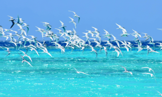 À la découverte des voyageurs ailés : les oiseaux marins de Nouvelle-Calédonie
