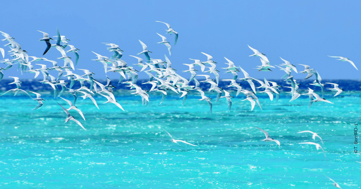 À la découverte des voyageurs ailés : les oiseaux marins de Nouvelle-Calédonie