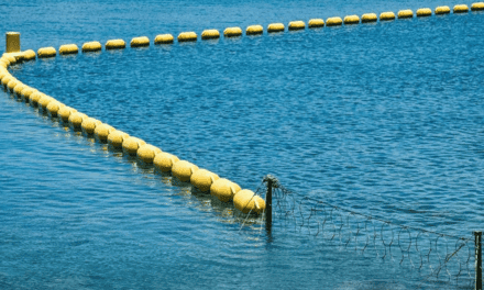 La Baie des Citrons sous filet : paradis protégé ou écosystème en danger ?