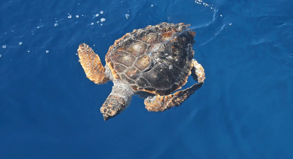 Rencontre avec Hugo Bourgogne, une thèse au service des tortues caouannes