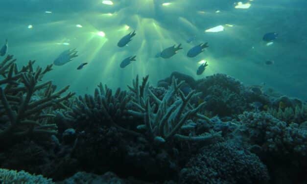 Canicules marines : quand l’océan calédonien suffoque