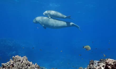 Le dugong calédonien, star fragile des lagons