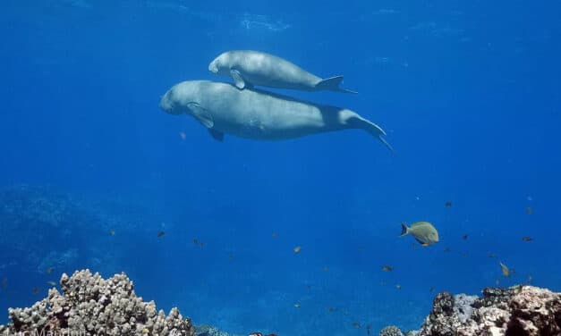Le dugong calédonien, star fragile des lagons 