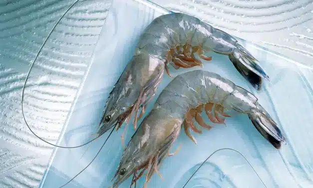 Les pionniers de la crevetticulture calédonienne 