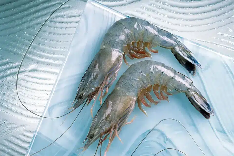 Les pionniers de la crevetticulture calédonienne 