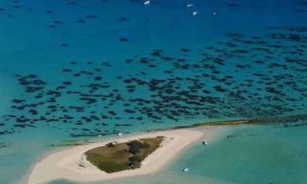 Goéland, l’îlot qui vole la vedette