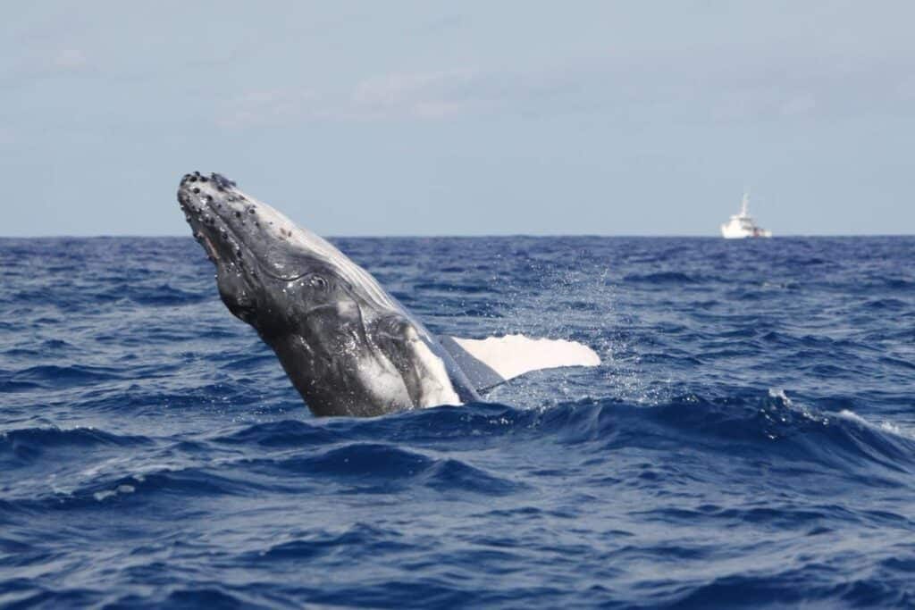 baleines