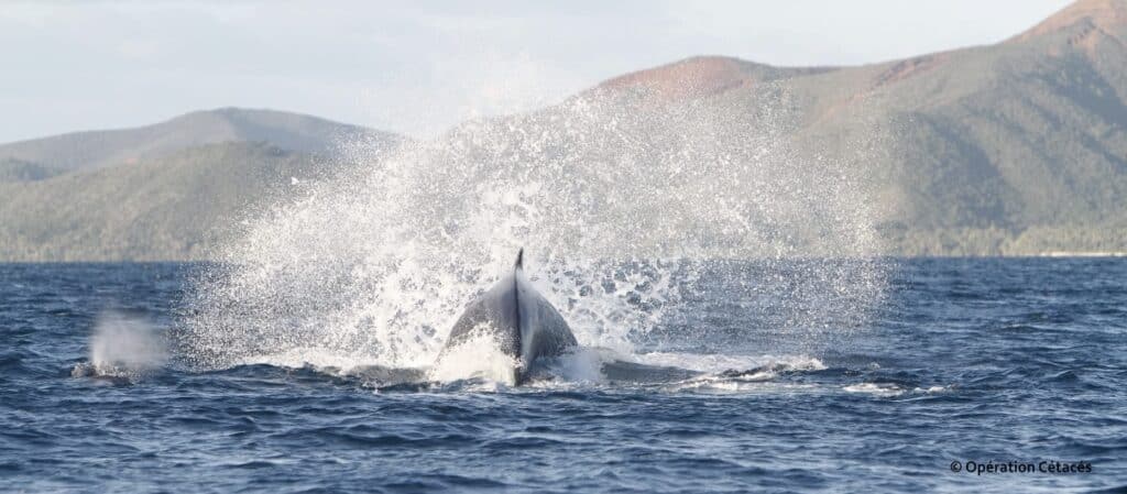 baleines