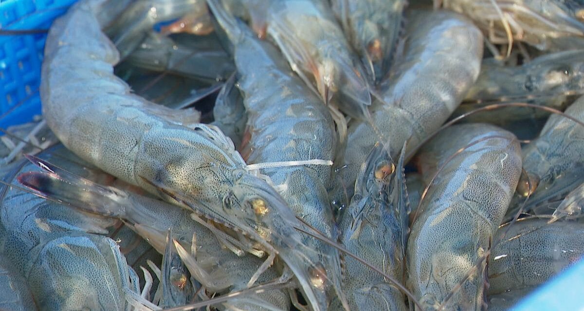 La ligue des animaux marins extraordinaires – La crevette bleue, la star calédonienne 