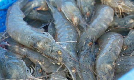 La ligue des animaux marins extraordinaires – La crevette bleue, la star calédonienne