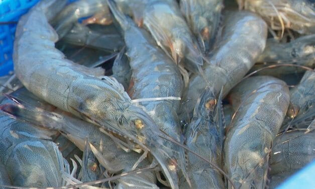 La ligue des animaux marins extraordinaires – La crevette bleue, la star calédonienne 