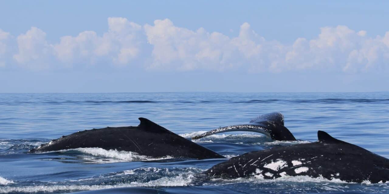 Sexy Singing, Tinder chez les baleines ?