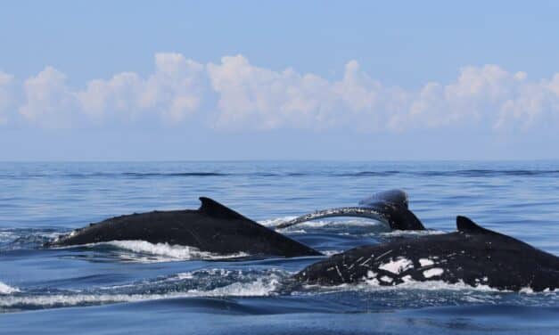 Sexy Singing, Tinder chez les baleines ?
