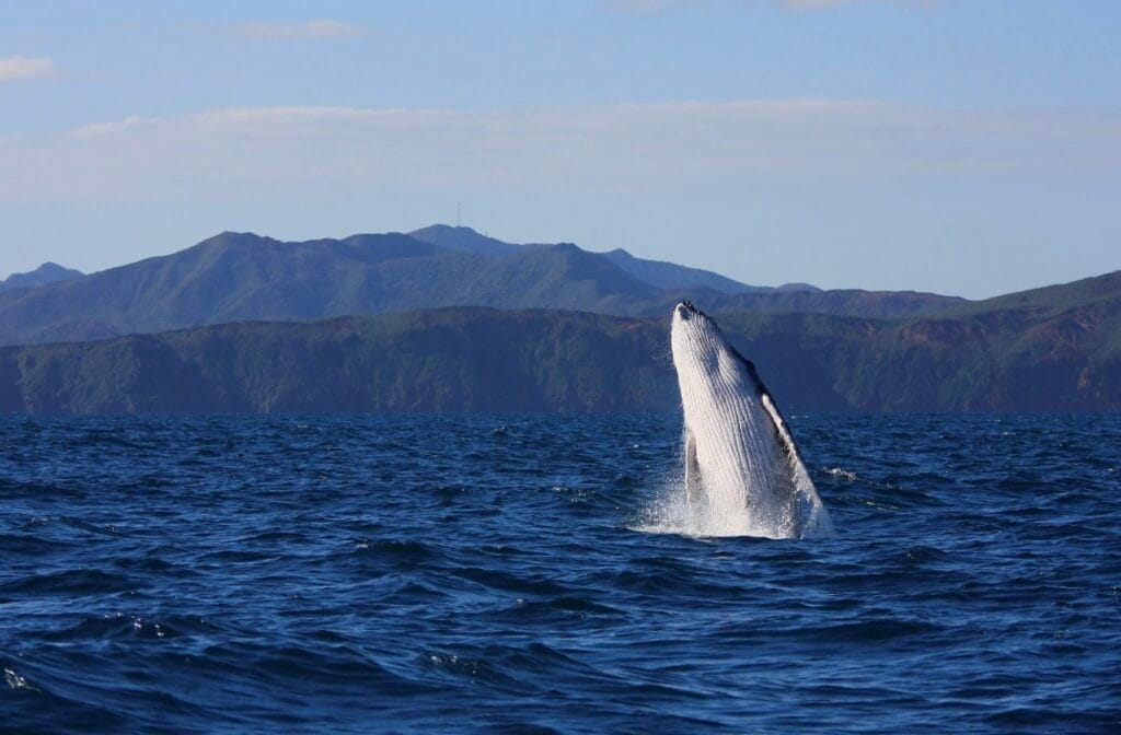 baleines