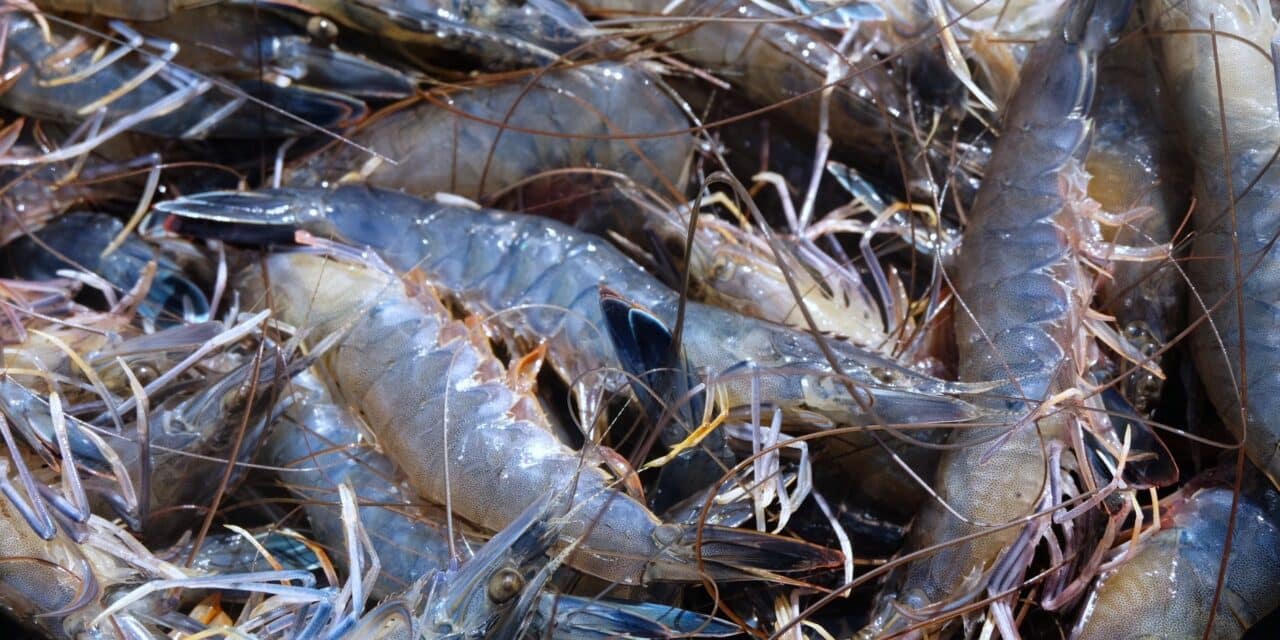 Bleue comme une crevette calédonienne 