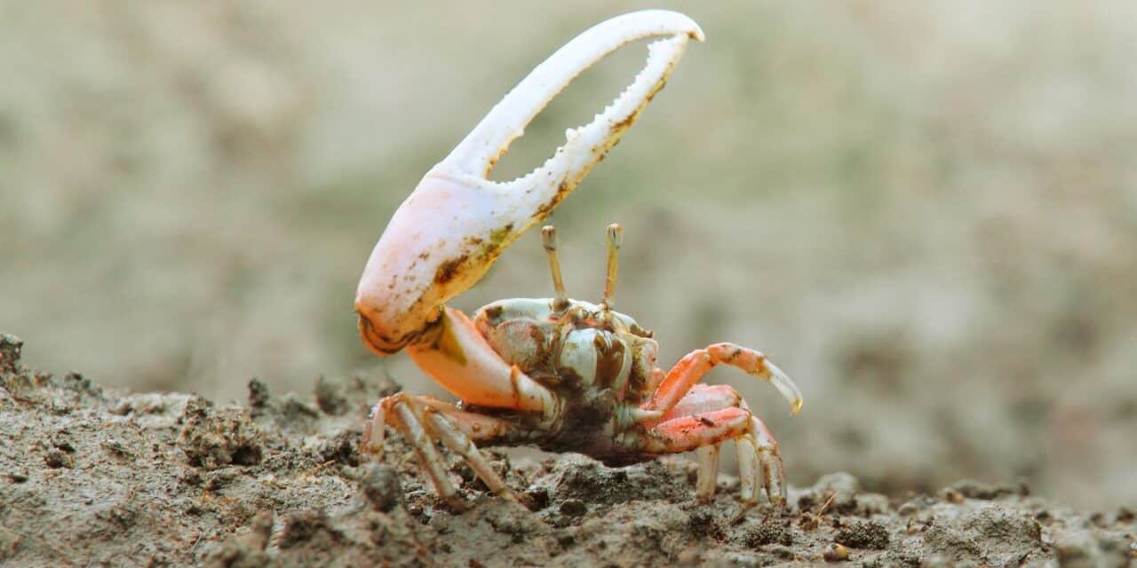 La ligue des animaux marins extraordinaires – Le tireur d’élite des mangroves