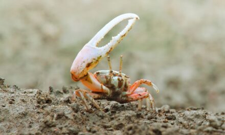 La ligue des animaux marins extraordinaires – Le tireur d’élite des mangroves