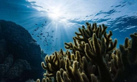 Quand l’océan boit la tasse de CO₂