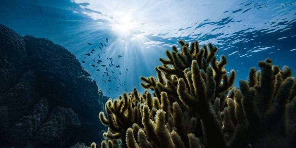 Quand l’océan boit la tasse de CO₂