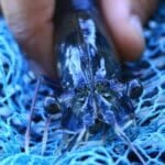 Journal intime d’une crevette bleue