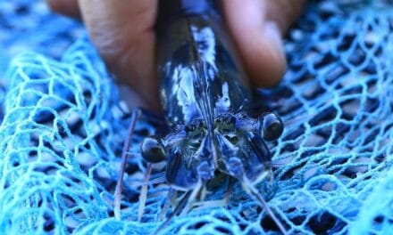 Journal intime d’une crevette bleue