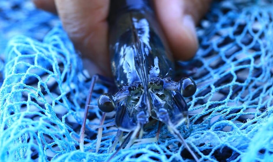 Journal intime d’une crevette bleue