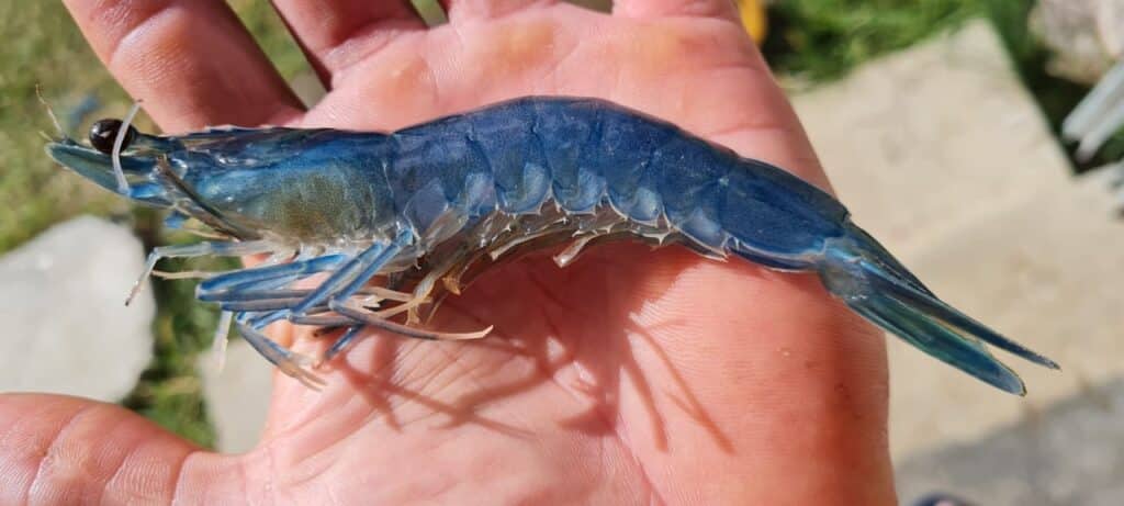 aquablue