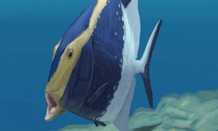La ligue des animaux marins extraordinaires – Le poisson au sourire d’acier
