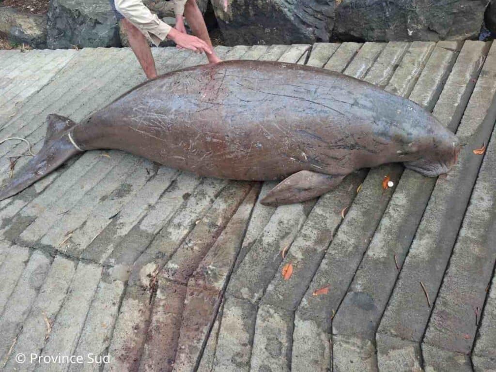 dugong
